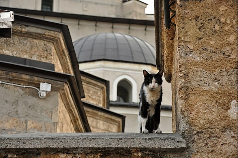How cats are treated in Islam