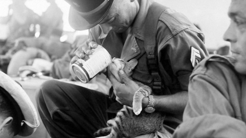 How cats took part in the war How cats took part in the war