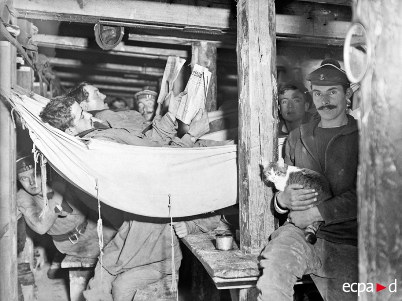 How cats took part in the war How cats took part in the war