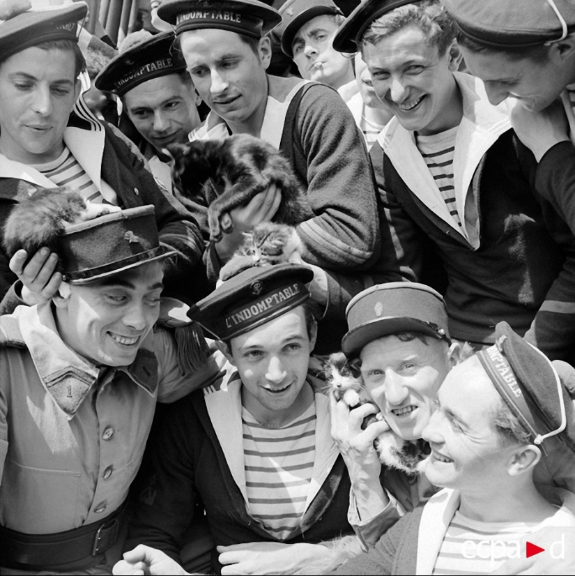 How cats took part in the war How cats took part in the war