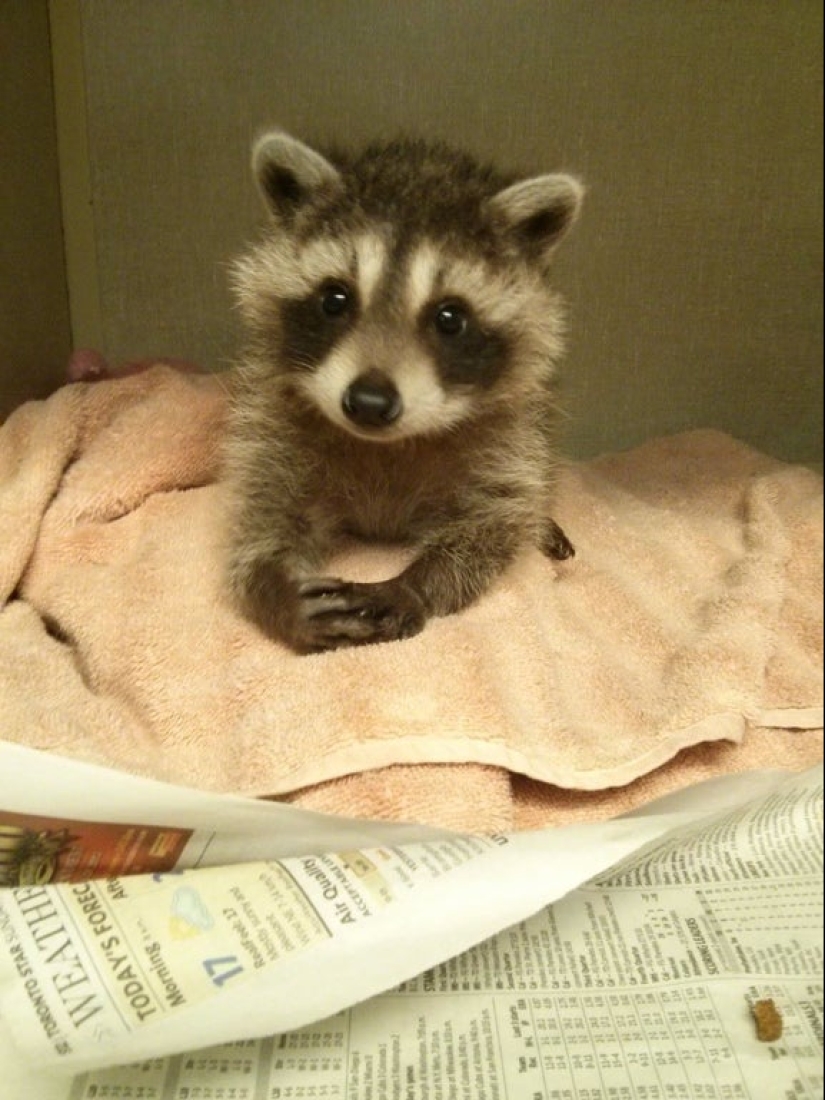 "How cute they are!": 22 photos of baby animals that will make you smile "How cute they are!": 22 photos of baby animals that will make you smile