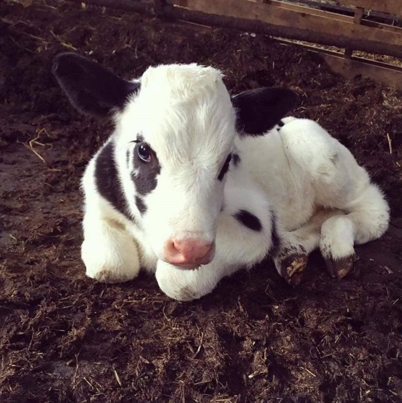 "How cute they are!": 22 photos of baby animals that will make you smile "How cute they are!": 22 photos of baby animals that will make you smile