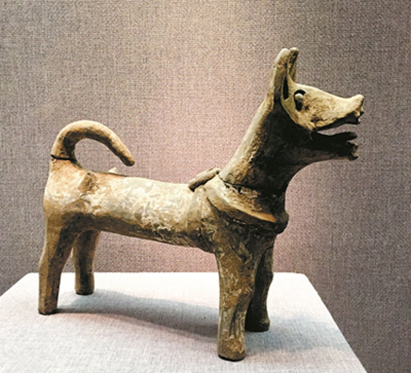 How did a man manage to tame a wolf and turn it into a dog