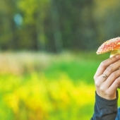 How did the fly agaric get its name and does it actually kill flies? How did the fly agaric get its name and does it actually kill flies?