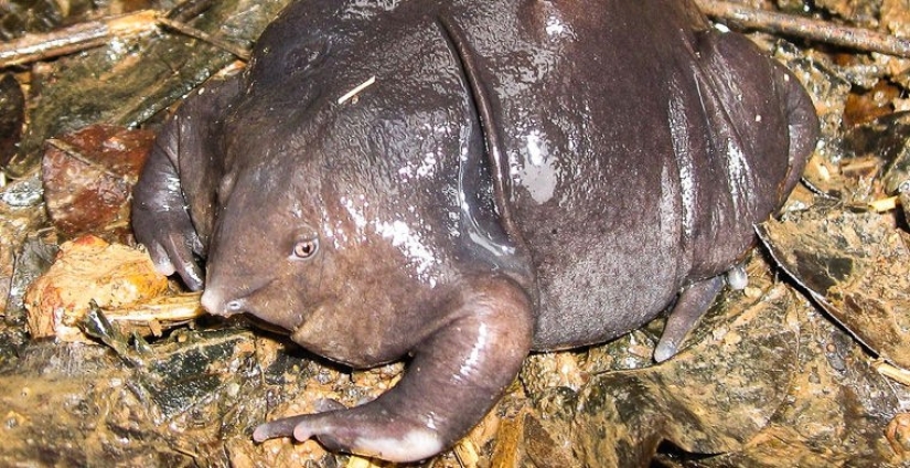 How does a real anti-mi-mi-mi