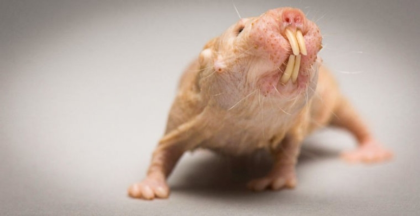 How does a real anti-mi-mi-mi