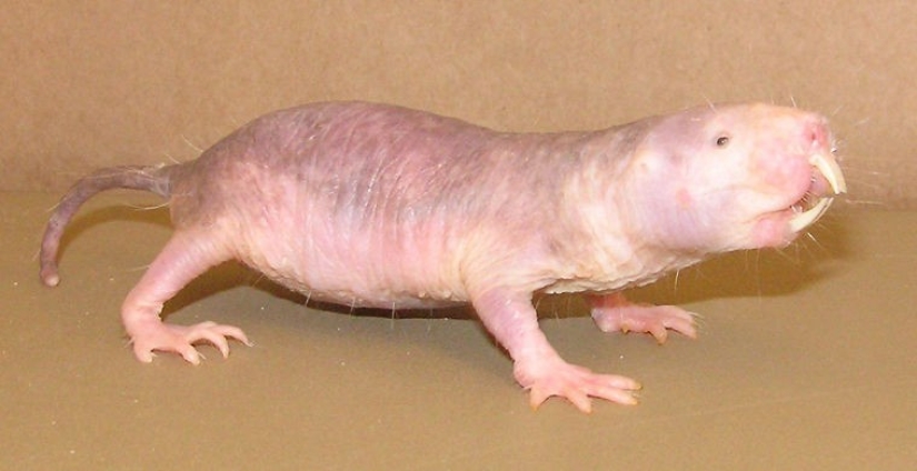 How does a real anti-mi-mi-mi