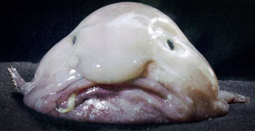 How does a real anti-mi-mi-mi