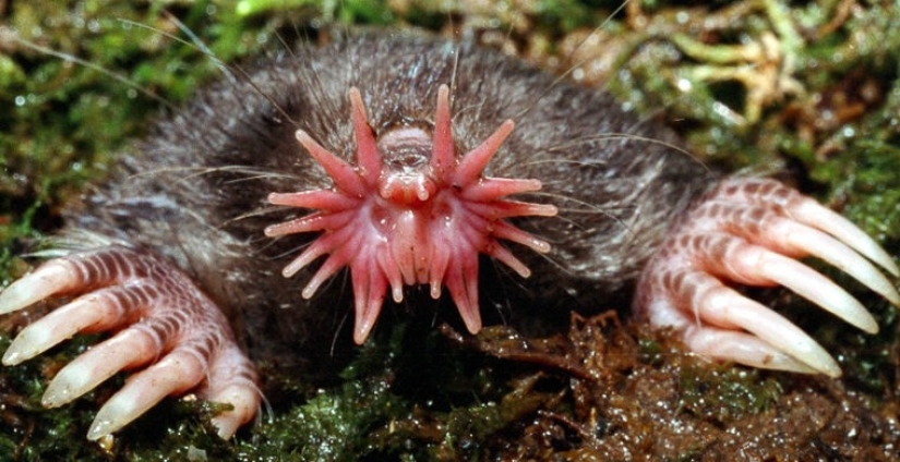 How does a real anti-mi-mi-mi