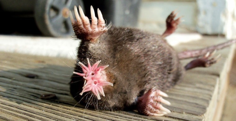 How does a real anti-mi-mi-mi