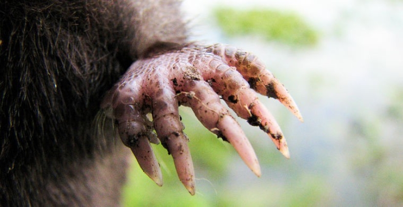 How does a real anti-mi-mi-mi