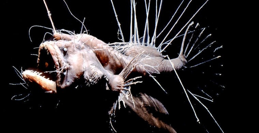 How does a real anti-mi-mi-mi