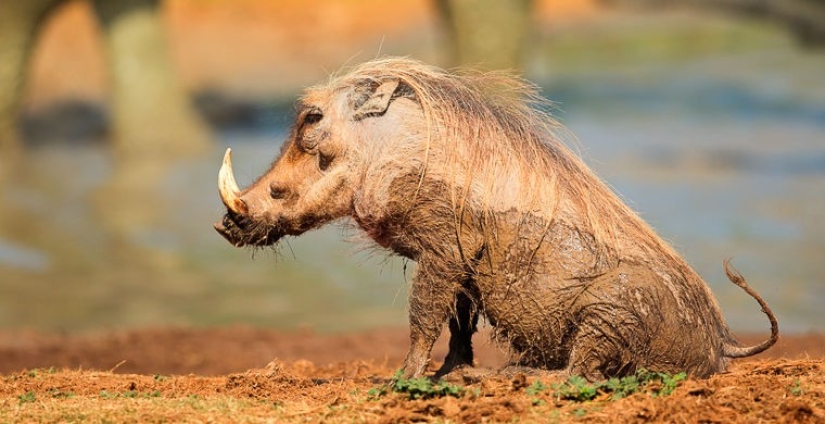 How does a real anti-mi-mi-mi