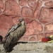How does the "heavenly burial" take place in Tibet How does the "heavenly burial" take place in Tibet