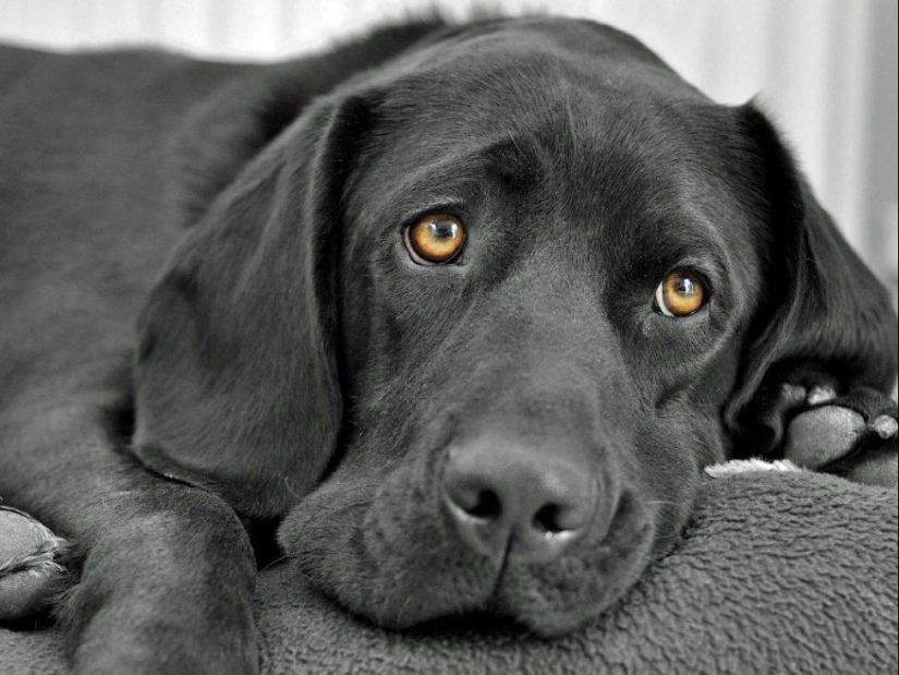 How dogs see How dogs see
