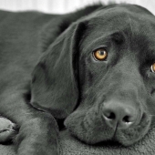 How dogs see How dogs see