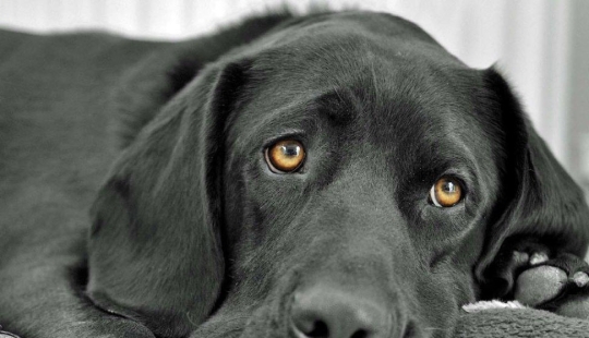 How dogs see