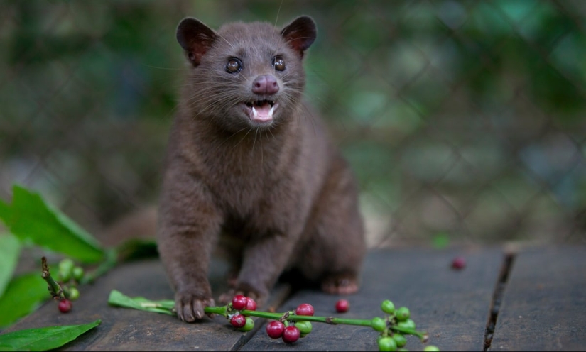 How is it that the most expensive coffee in the world is extracted from the excrement of a marten? How is it that the most expensive coffee in the world is extracted from the excrement of a marten?