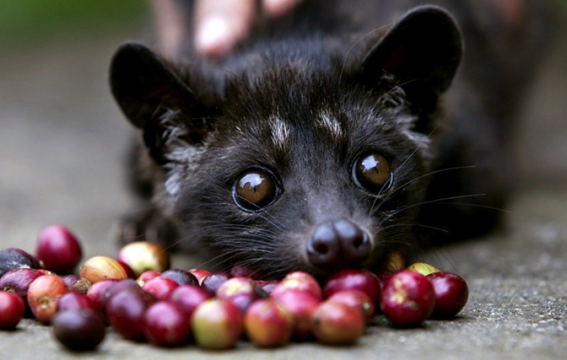 How is it that the most expensive coffee in the world is extracted from the excrement of a marten? How is it that the most expensive coffee in the world is extracted from the excrement of a marten?