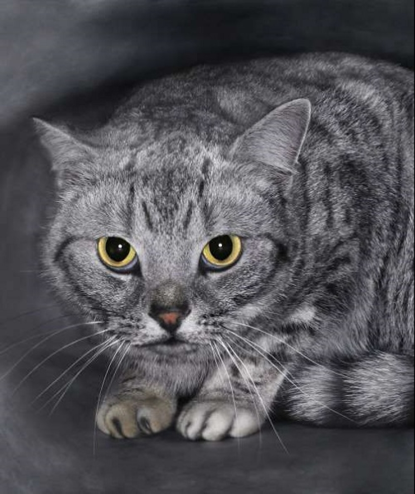 How is your cat trying to talk to you How is your cat trying to talk to you