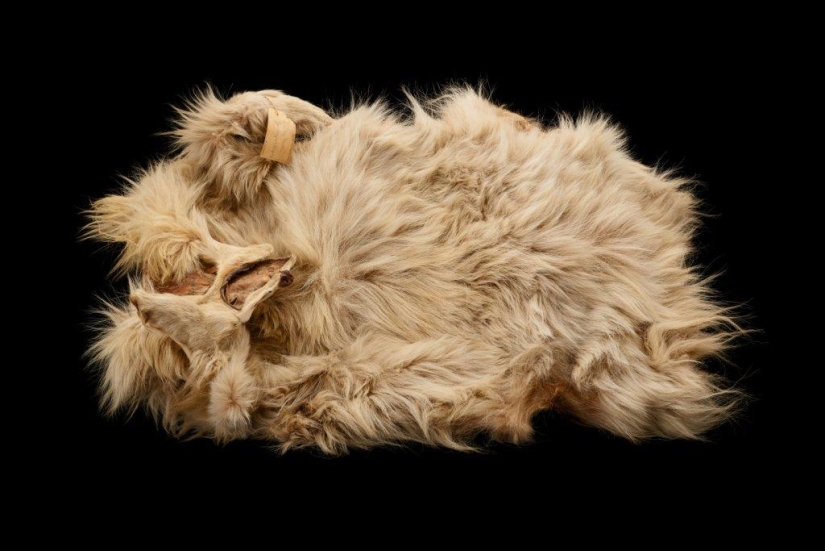 How Little Fluffy Dogs Saved Indians From the Cold for Centuries