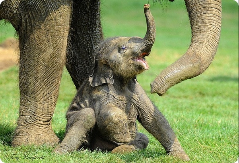 How long is the longest pregnancy in animals