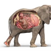 How long is the longest pregnancy in animals How long is the longest pregnancy in animals