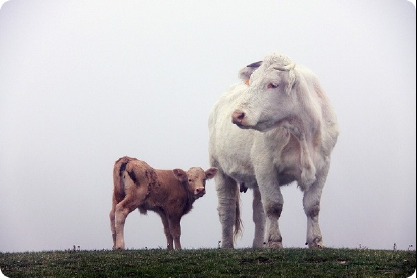 How long is the longest pregnancy in animals