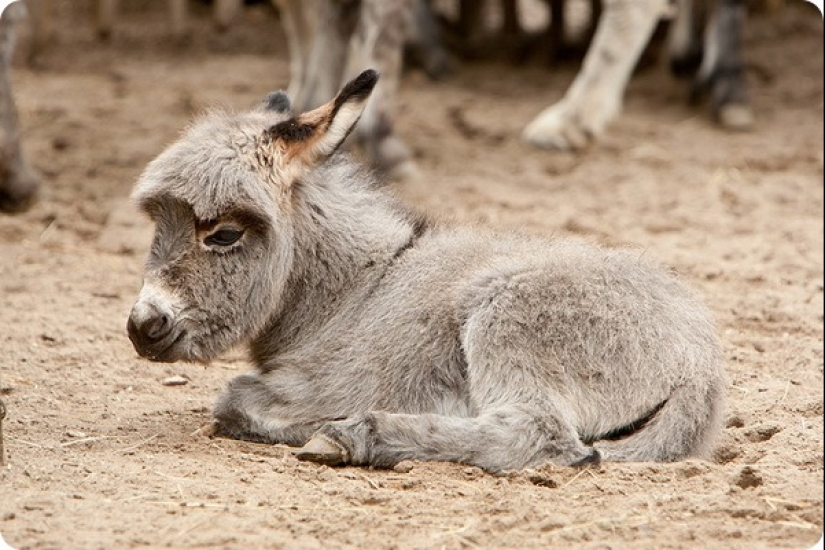 How long is the longest pregnancy in animals