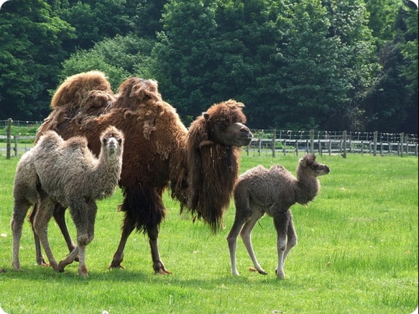 How long is the longest pregnancy in animals