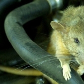 How mice helped defeat the Red Army of the Germans in the battles for Stalingrad How mice helped defeat the Red Army of the Germans in the battles for Stalingrad