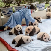 How pandas are raised in Sichuan Province How pandas are raised in Sichuan Province