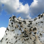 How spiders turn the paradise island of Aitoliko into a horror movie set