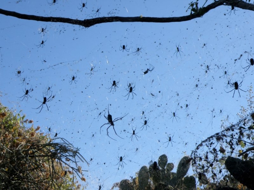 How spiders turn the paradise island of Aitoliko into a horror movie set