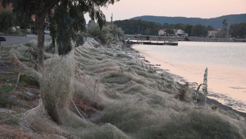How spiders turn the paradise island of Aitoliko into a horror movie set