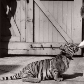 How the animals of the XIX century were friends with people How the animals of the XIX century were friends with people