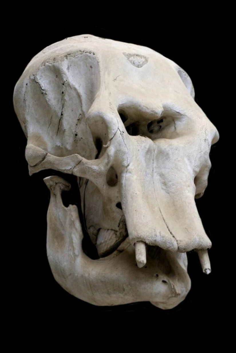 How the Cyclopes appeared in ancient mythology, and where do elephants and ponies come from How the Cyclopes appeared in ancient mythology, and where do elephants and ponies come from