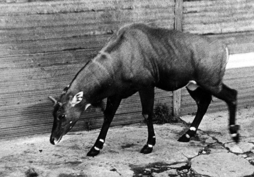 How the Leningrad Zoo survived the blockade