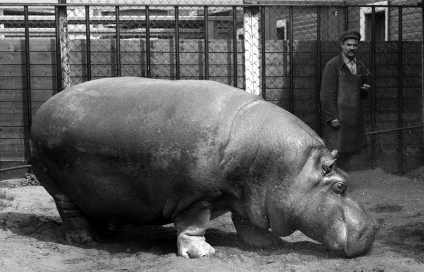 How the Leningrad Zoo survived the blockade