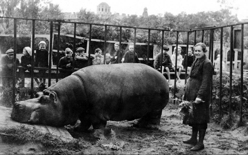 How the Leningrad Zoo survived the blockade
