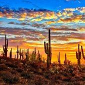 How the Saguaro giant blooms - the largest cactus on the planet How the Saguaro giant blooms - the largest cactus on the planet