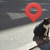 How the street cat Gacek from Szczecin, Poland, ended up on Google Maps and then disappeared How the street cat Gacek from Szczecin, Poland, ended up on Google Maps and then disappeared