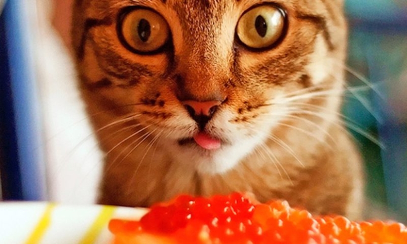 How to buy red caviar and not make a mistake