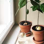 How to grow an avocado from a seed on a windowsill How to grow an avocado from a seed on a windowsill