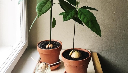 How to grow an avocado from a seed on a windowsill How to grow an avocado from a seed on a windowsill