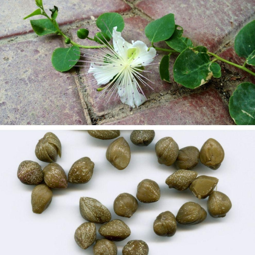How to grow some fruit and vegetables: an unusual facts about the usual products