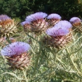 How to grow some fruit and vegetables: an unusual facts about the usual products How to grow some fruit and vegetables: an unusual facts about the usual products