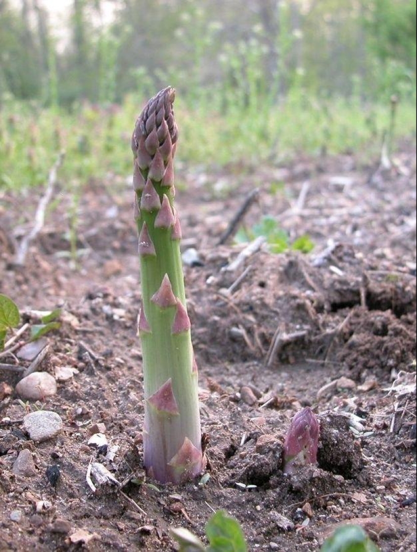 How to grow some fruit and vegetables: an unusual facts about the usual products