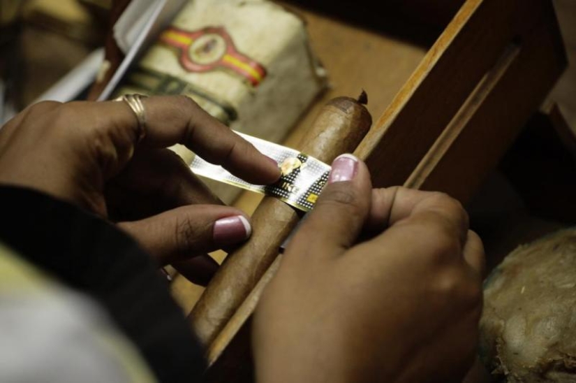 How to make the best Cuban cigars How to make the best Cuban cigars