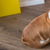 How to regain the trust of a cat or dog if you have offended them How to regain the trust of a cat or dog if you have offended them
